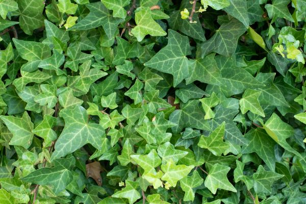 Cost of English Ivy Removal in Greeley