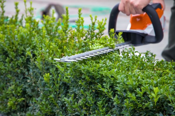 Cost of Hedge Pruning in Greeley