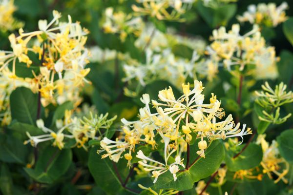 Cost of Honeysuckle Removal in Greeley