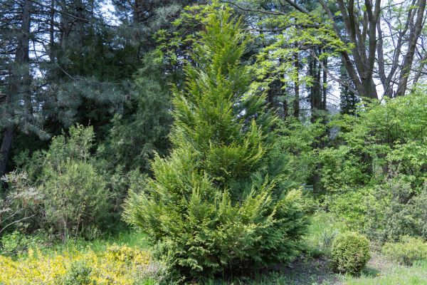Cost of Juniper Pruning in Greeley