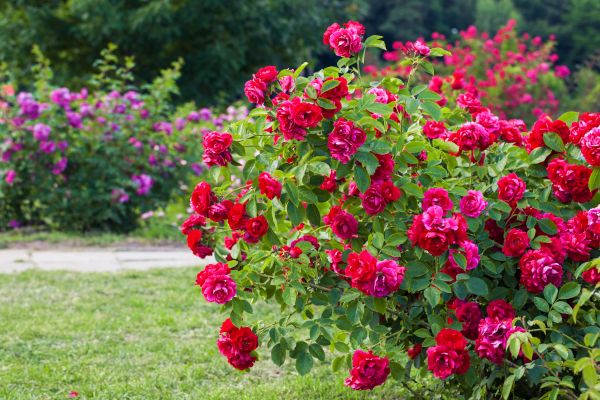 Cost of Rose Bush Pruning in Greeley