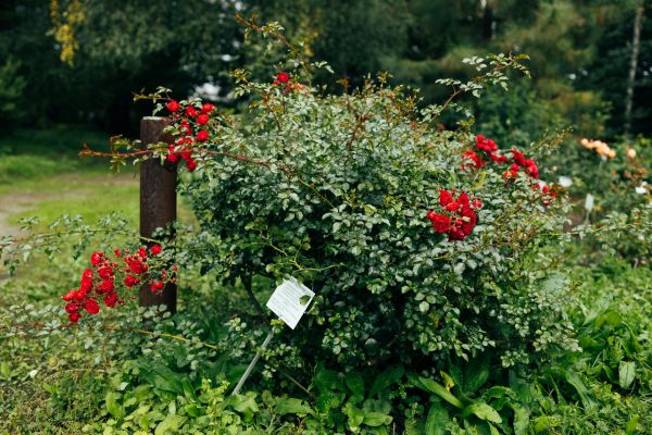 Cost of Rose Bush Removal in Greeley