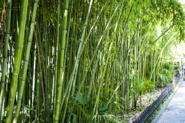 Cost of Bamboo Root Removal in Greeley