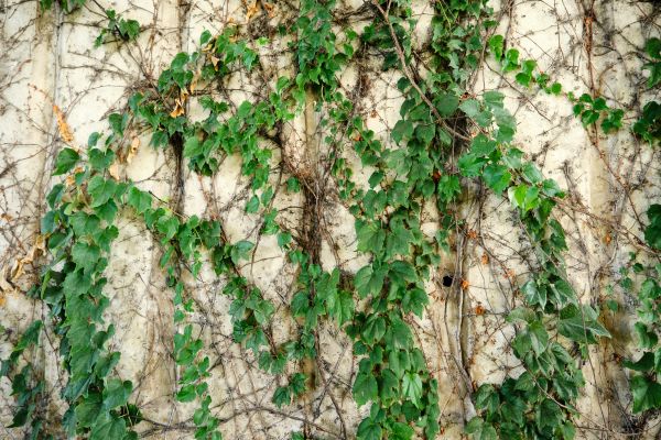 Cost of Vine Removal Service in Greeley
