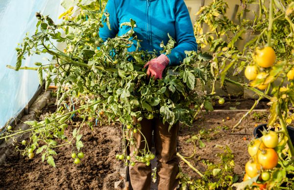 Cost of Garden Plant Removal in Greeley