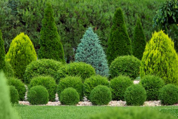 Cost of Shrub Shaping in Greeley
