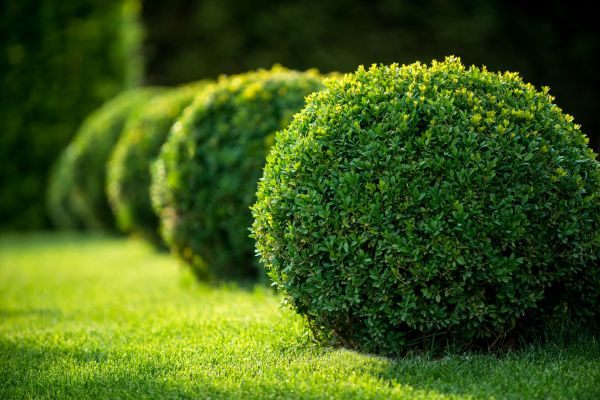 Cost of Bush Pruning in Greeley