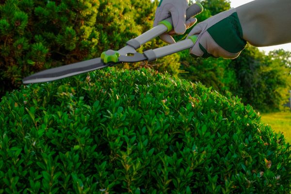 Cost of Topiary Shearing in Greeley