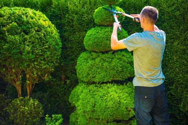 Cost of Topiary Shaping in Greeley