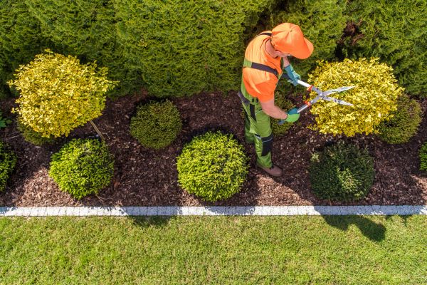 Cost of Topiary Trimming in Greeley