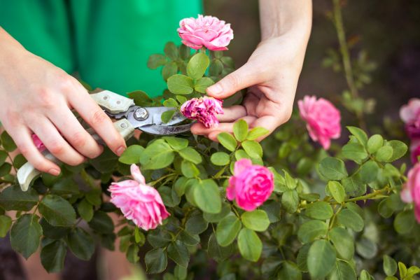 Cost of Rose Shearing in Greeley
