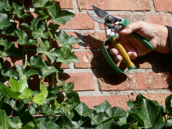 Cost of Ivy Removal Service in Greeley