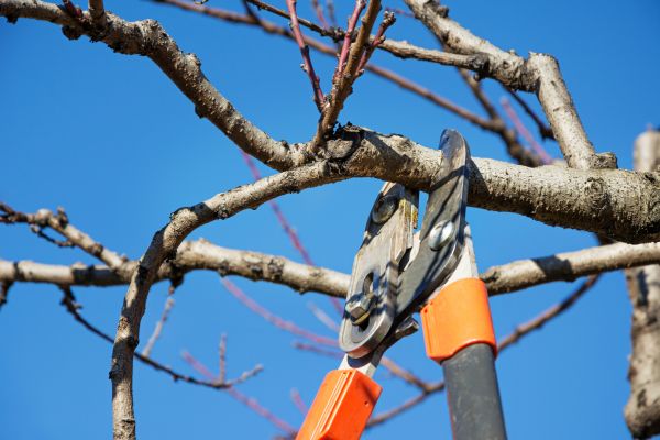 Cost of Selective Pruning in Greeley