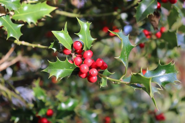 Cost of Holly Tree Trimming in Greeley