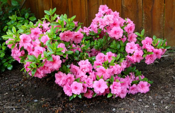 Cost of Azaleas Removal in Greeley