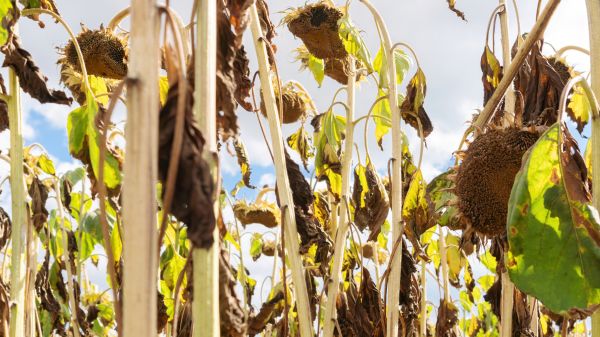 Cost of Dead Plant Removal in Greeley