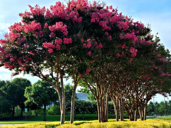 Cost of Crepe Myrtle Pruning in Greeley