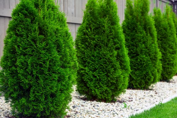 Cost of Arborvitae Pruning in Greeley