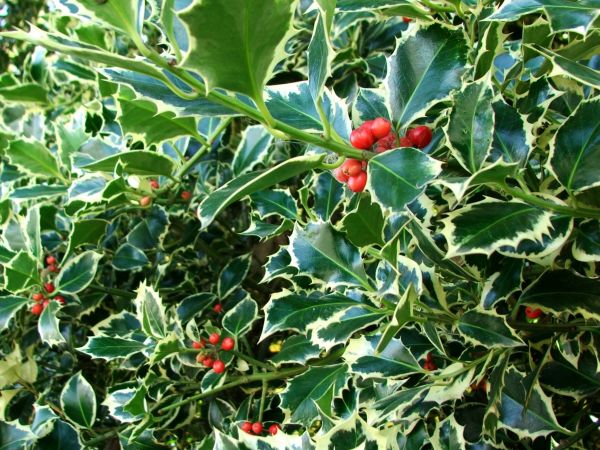 Cost of Holly Bushes Trimming in Greeley