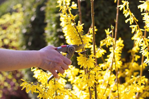 Cost of Forsythia Pruning in Greeley