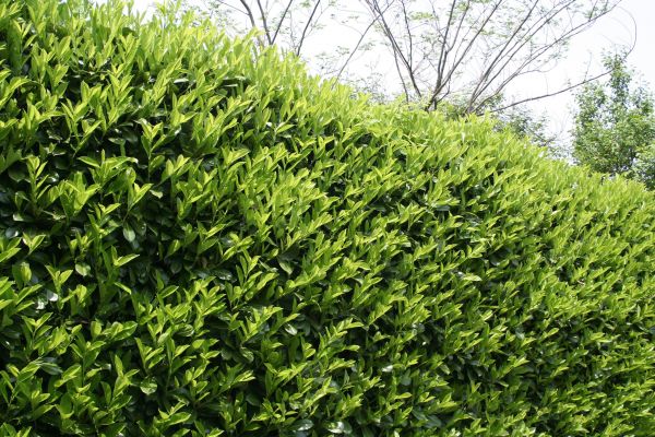 Cost of Laurel Shrub Removal in Greeley