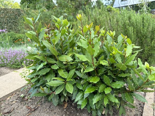 Cost of Laurel Hedge Removal in Greeley