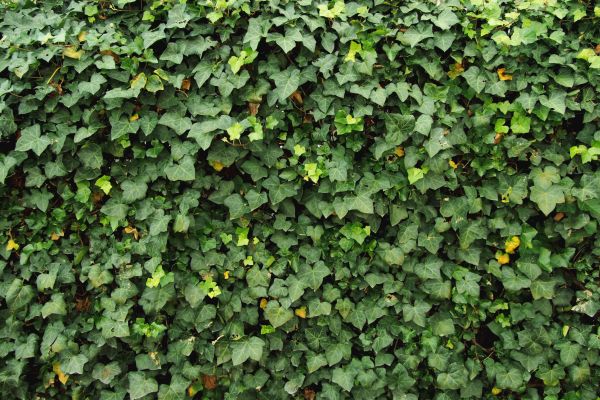 Cost of Ivy Pruning service in Greeley