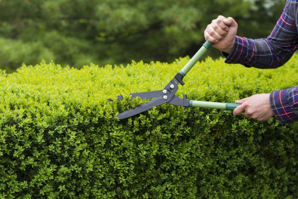 Cost of Evergreen Shrub Pruning in Greeley
