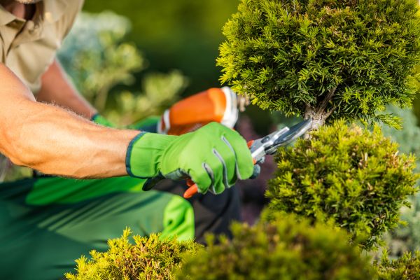 Cost of Landscape Pruning Service in Greeley