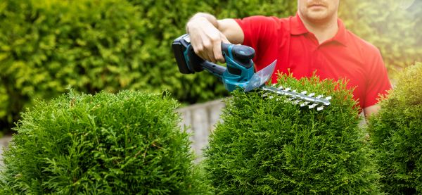 Cost of Hedge Shaping Service in Greeley