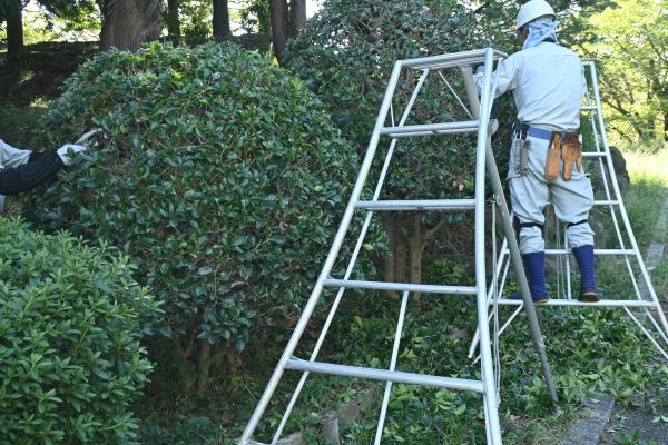 Cost of Holly Shaping in Greeley