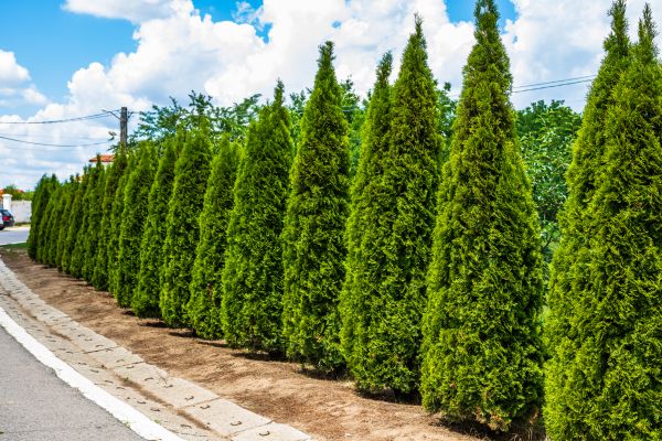 Cost of Arborvitae Shearing in Greeley