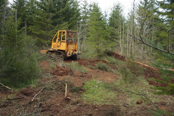 Cost of Shrubbery Clearing in Greeley
