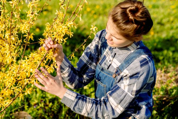 Cost of Forsythia Trimming in Greeley