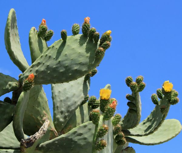 Cost of Cactus Removal in Greeley