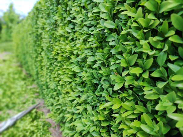 Cost of Boxwood Pruning in Greeley