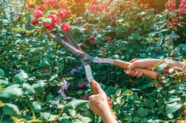 Cost of Knockout Roses Pruning in Greeley