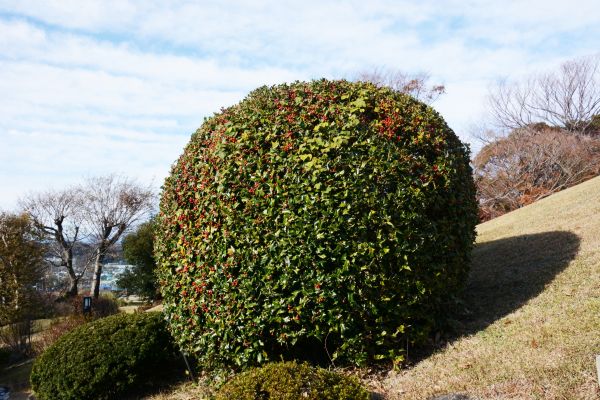 Cost of Holly Shrub Pruning in Greeley