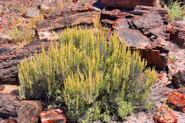 Cost of Sagebrush Removal in Greeley