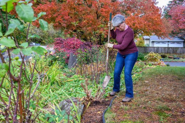 Cost of Dead Bush Removal in Greeley