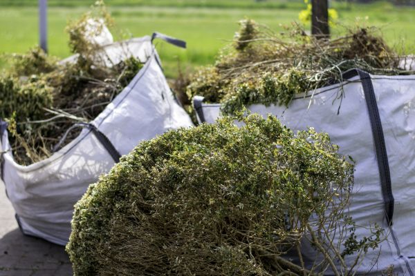 Cost of Dead Shrub Removal in Greeley