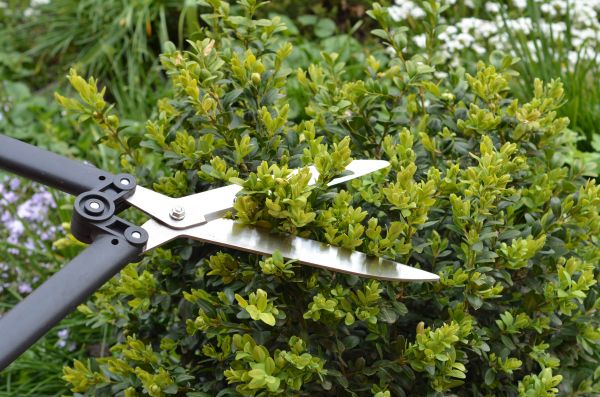 Cost of Boxwood Trimming in Greeley