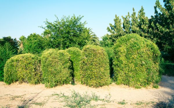 Cost of Bamboo Hedge Removal in Greeley