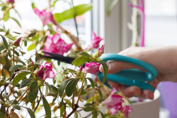 Cost of Azalea Pruning in Greeley