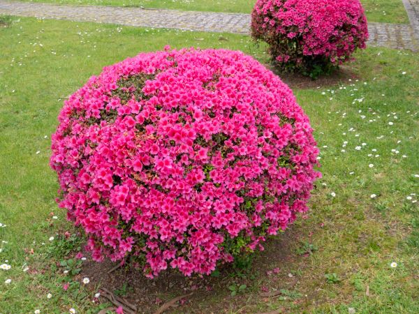 Cost of Rhododendron Pruning in Greeley