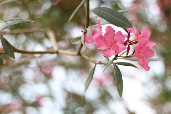 Cost of Oleander Removal in Greeley