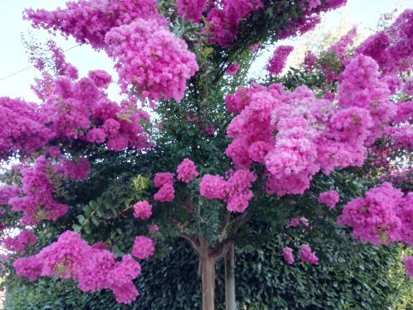 Cost of Crape Myrtle Pruning in Greeley