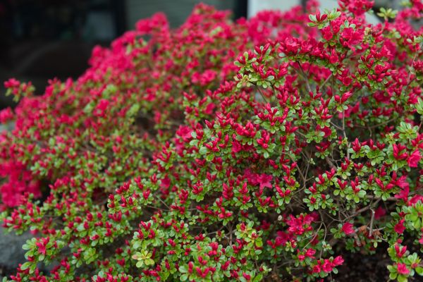 Cost of Weigela Removal Service in Greeley