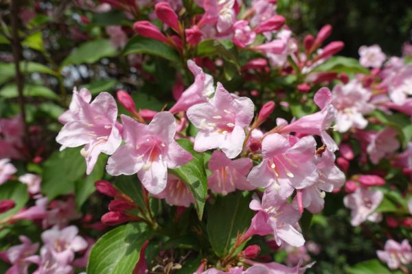 Cost of Weigela Pruning Service in Greeley
