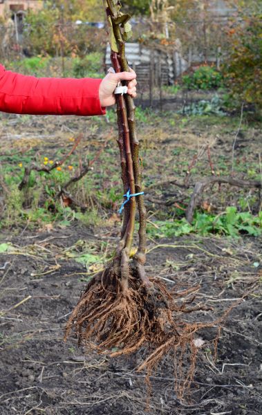 Cost of Shrub Root Removal in Greeley